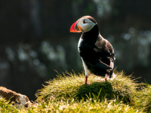 Puffin, Fratercula arctica, Papey Island, Iceland Puffin, Fratercula arctica, Papey Island, Iceland